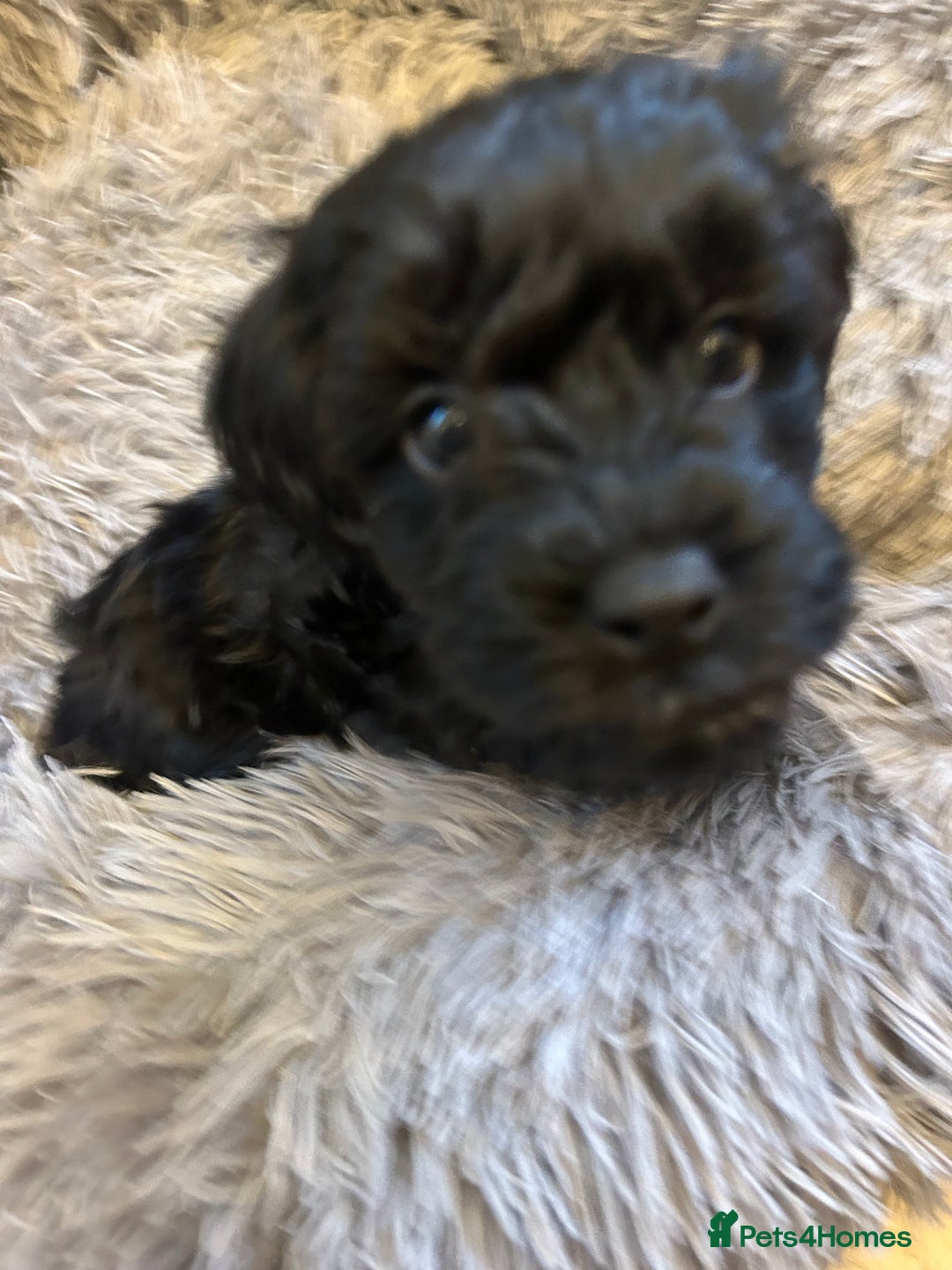 Toy Poodle dogs for sale: Beautiful Toy poodle girls Available next weekend  - Advert 12