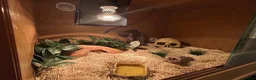 Snake reptiles for sale: Toffee hognose snake - Advert 4