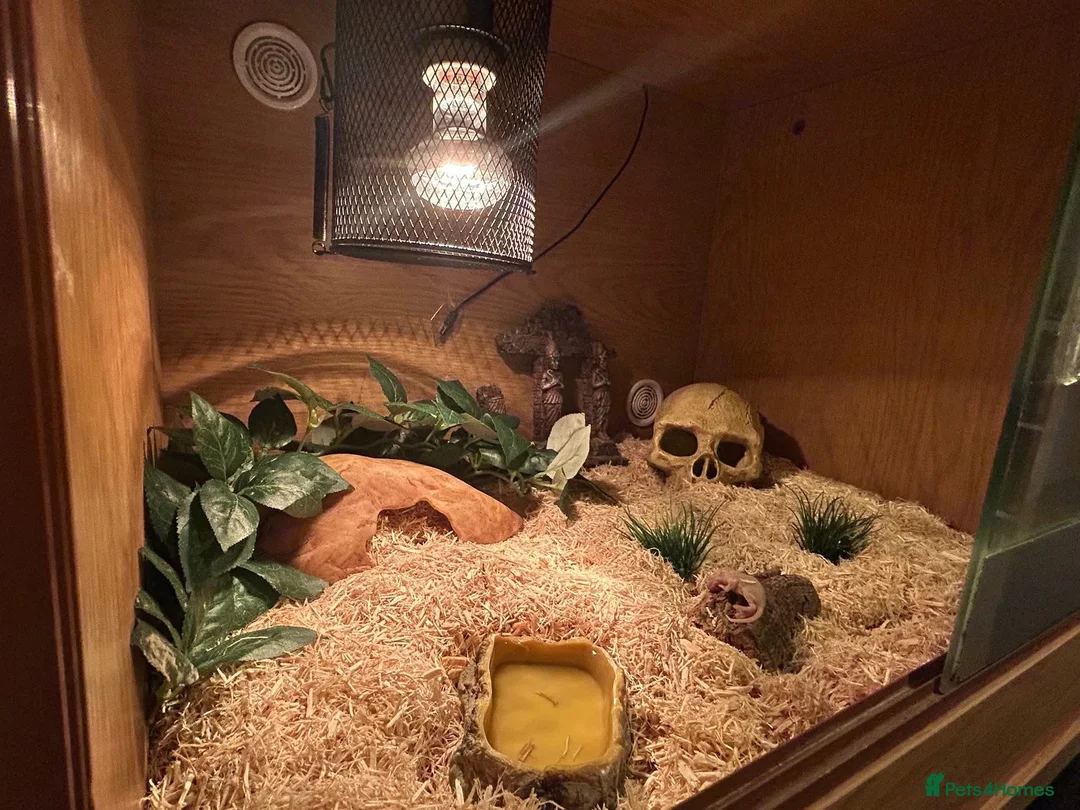 Snake reptiles for sale: Toffee hognose snake - Advert 4