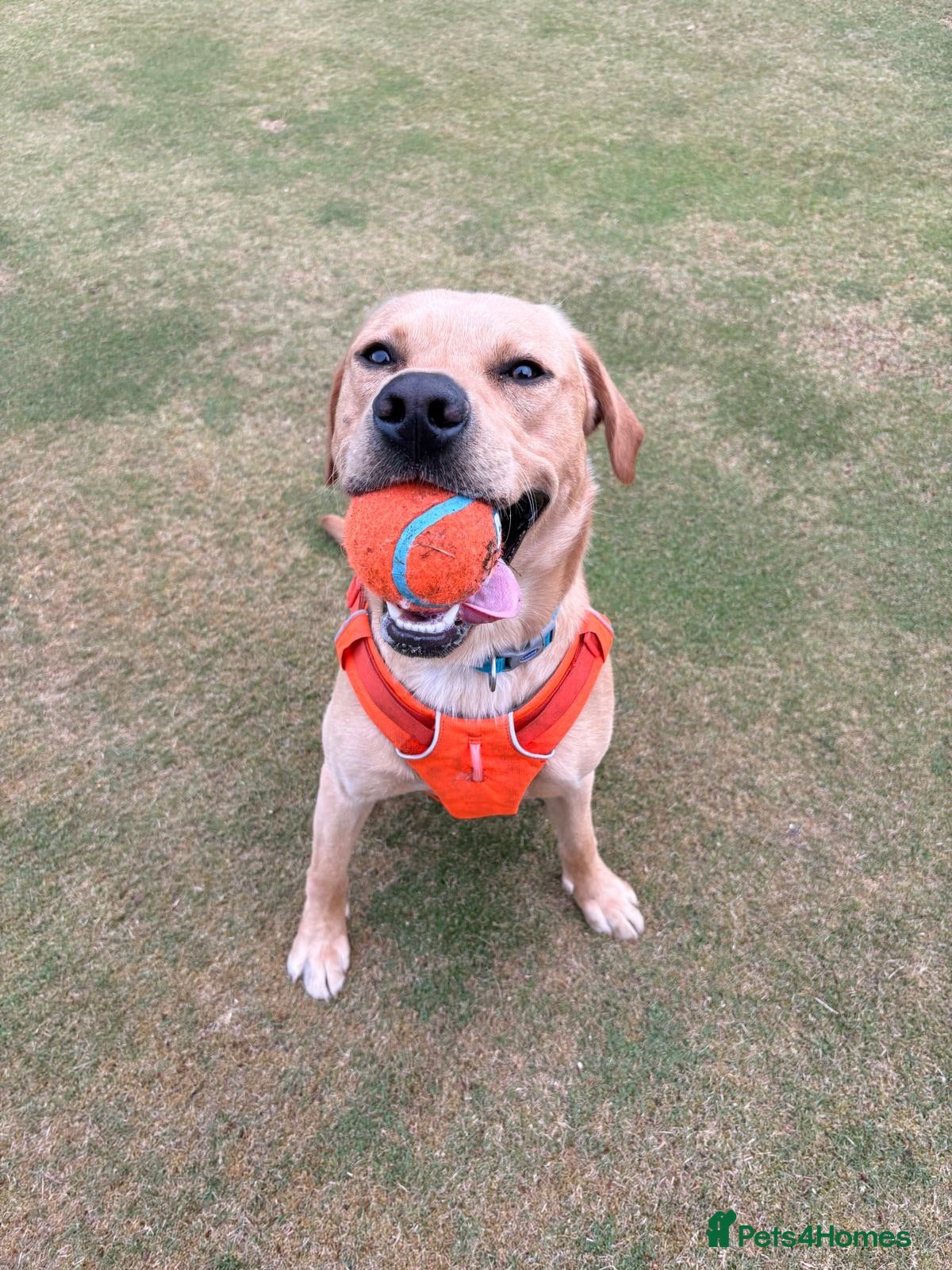 Labrador Retriever dogs 1.5 year old Labrador  - Advert 2