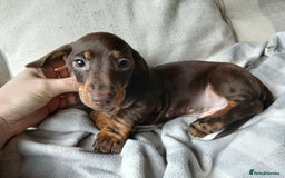 Miniature Dachshund dogs for sale: READY FOR NEW HOME Miniature Dachshund  - Image 1