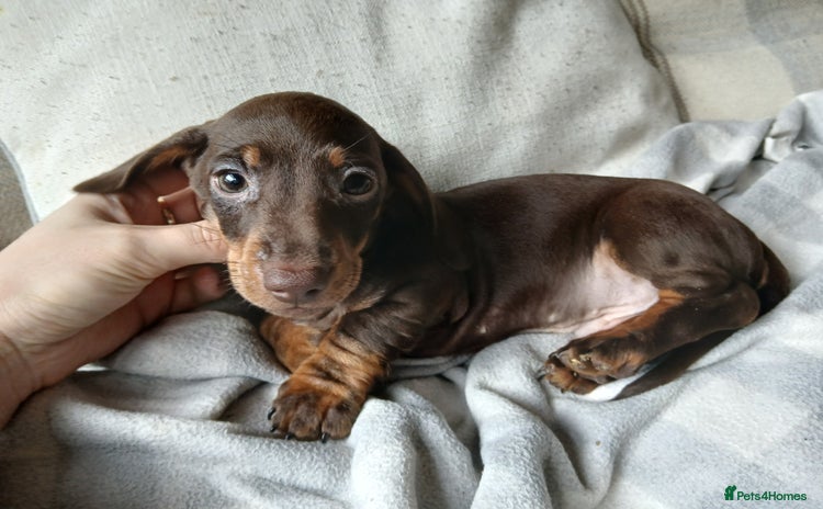Miniature Dachshund dogs - Advert 1