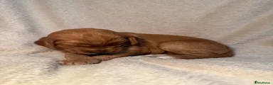 Irish Doodle 4 (Nutmeg)