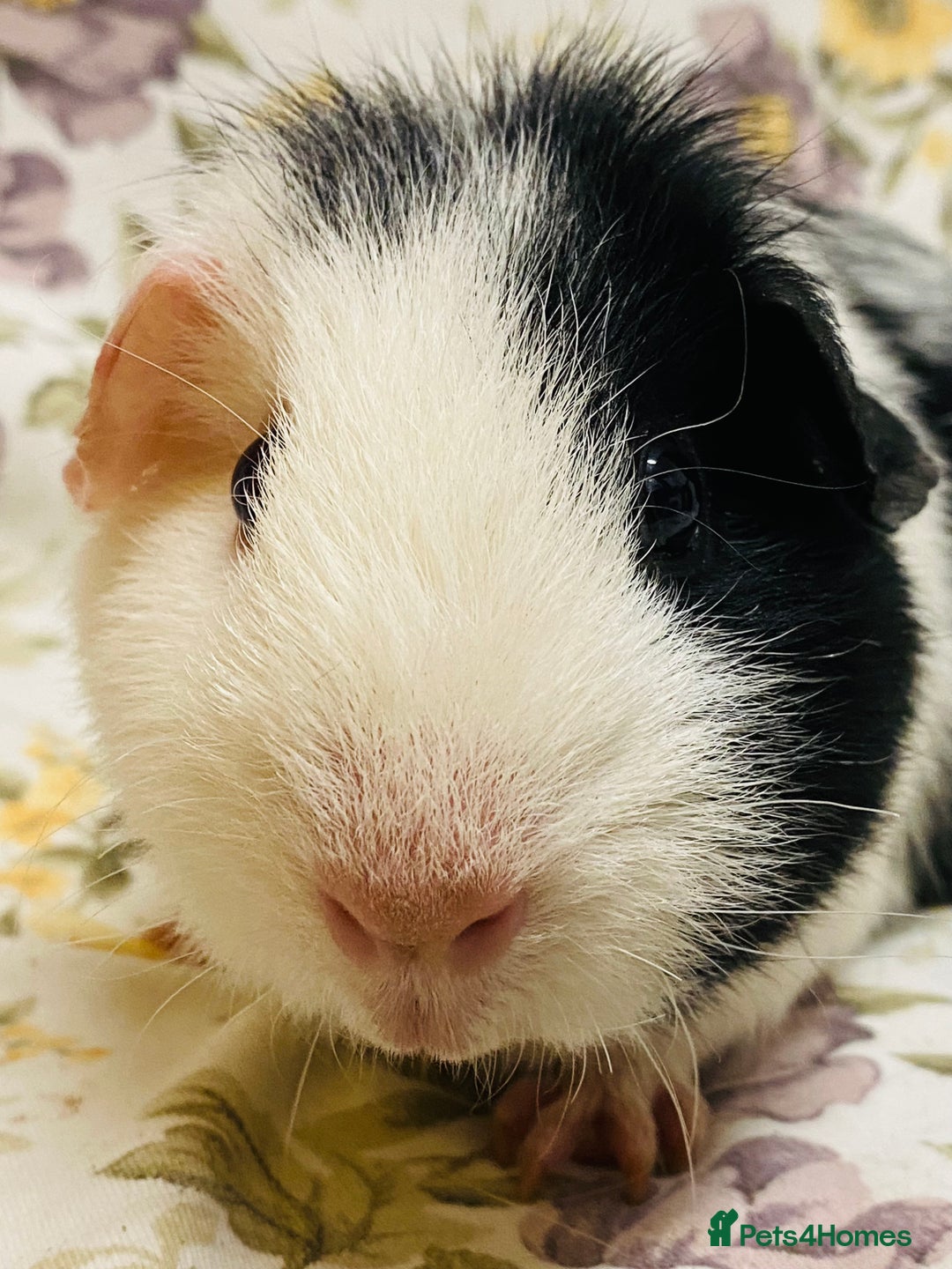 Guinea Pig rodents for sale: Pair of adult retired breeding females  - Image 8