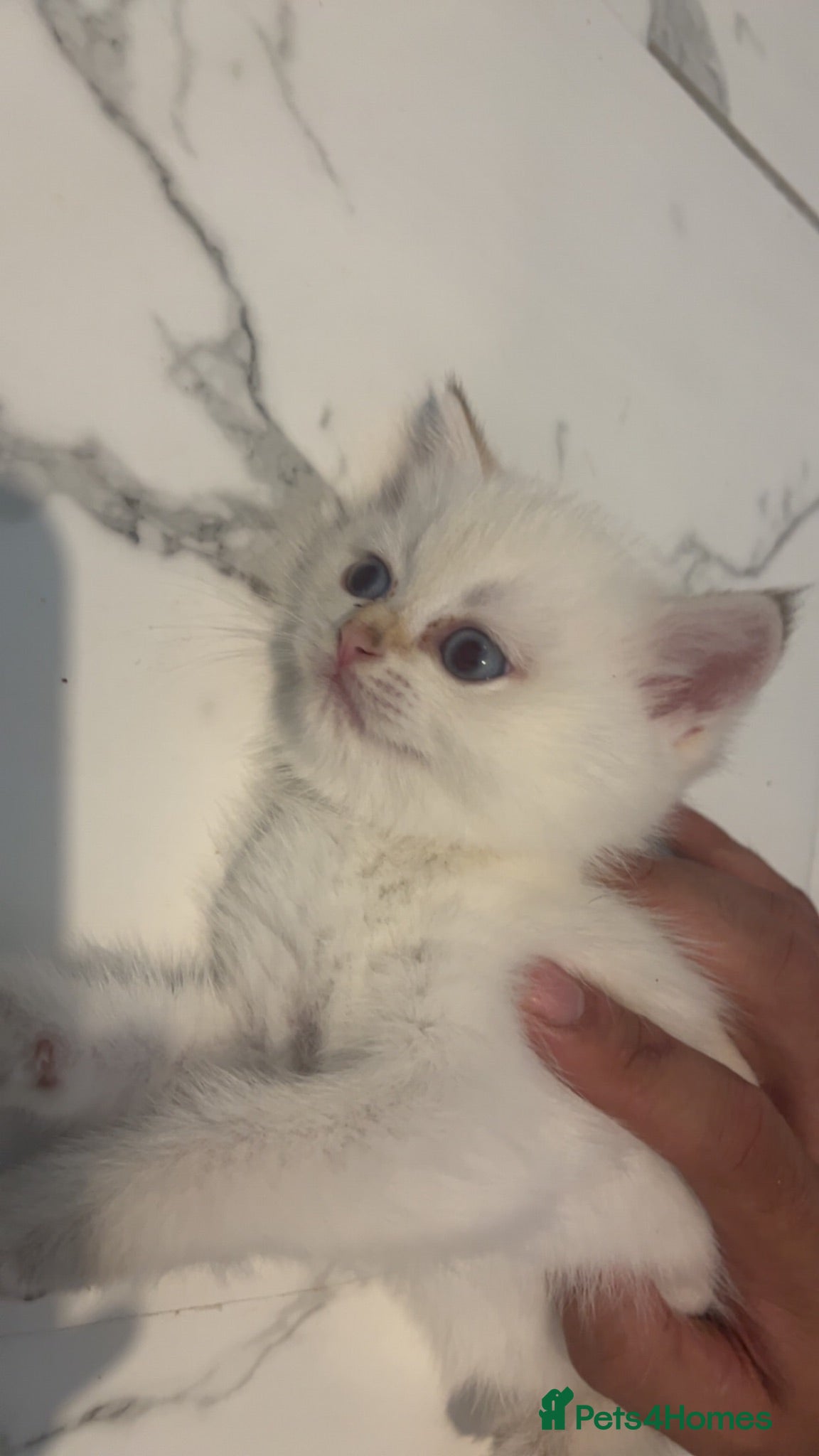 British Shorthair cats 😻price drop! 6 chunky fluffy Kittens available 😻 - Advert 2
