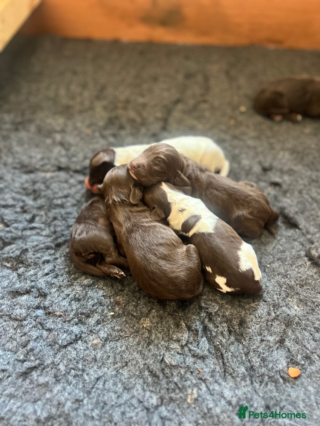 Cocker Spaniel dogs for sale: 🐾 Gorgeous working Cocker Spaniel puppies 🐶  - Image 3