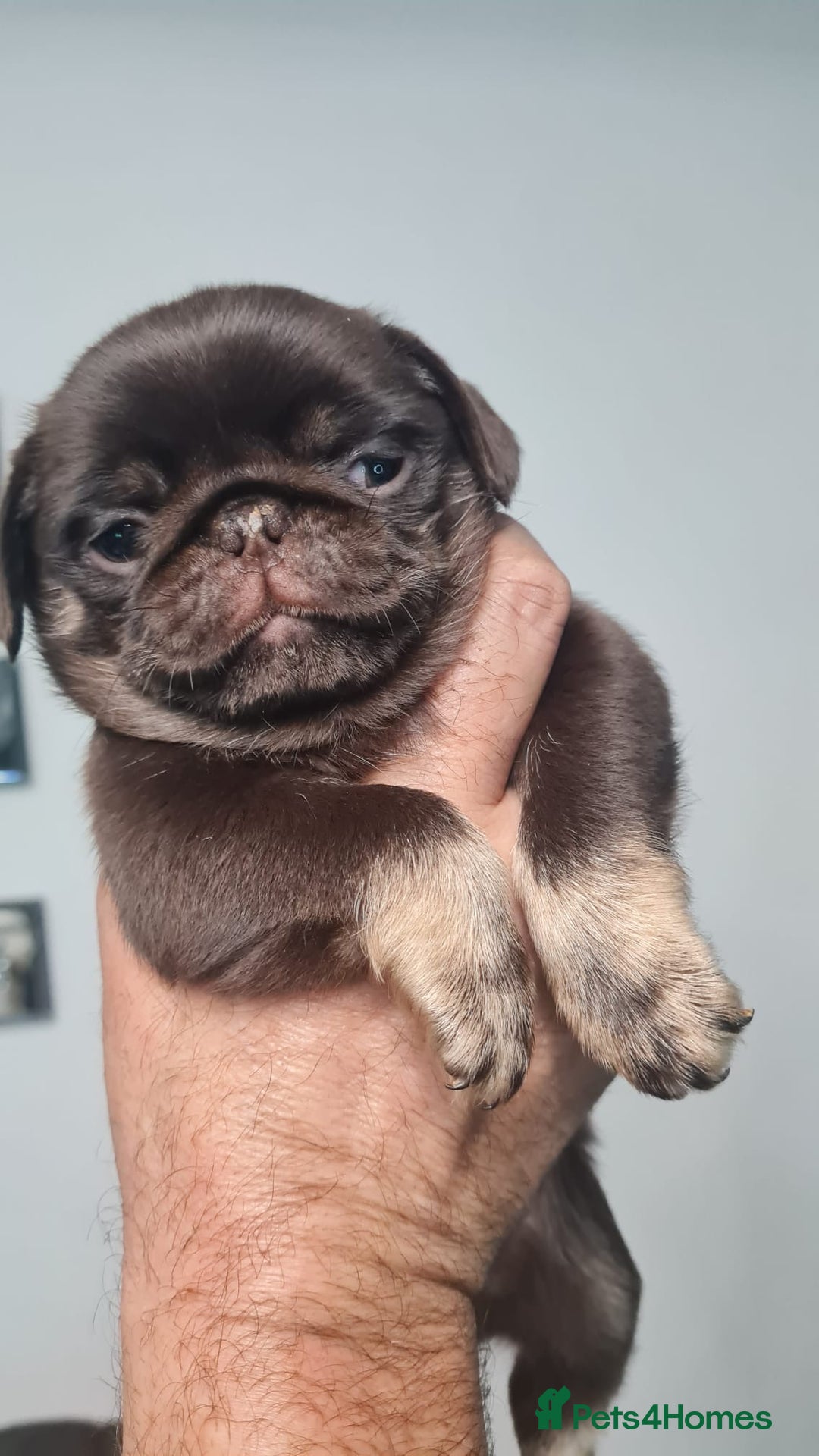 Pug dogs for sale: Pug 1 boy kc  - Advert 24