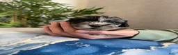 Shihpoo dogs for sale: Shih poo puppies  - Advert 14