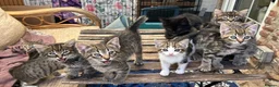 Mixed Breed cats for sale: A selection of bundles of fur !  - Advert 3