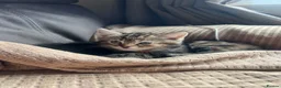Domestic Shorthair cats for sale: Four beautiful kittens - Advert 2