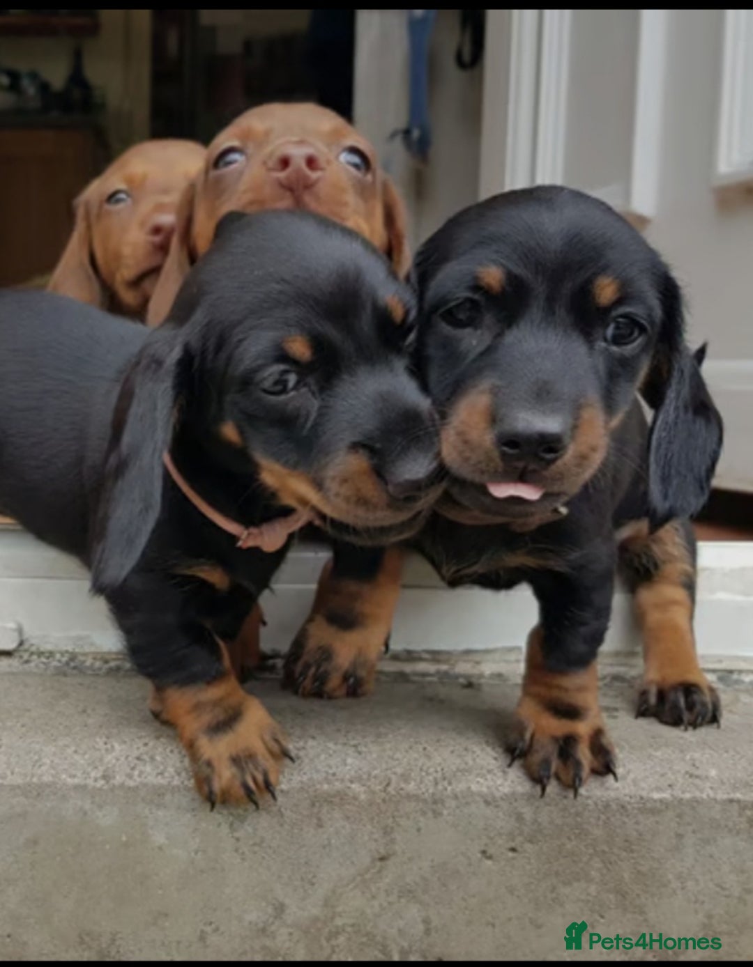 Miniature Dachshund dogs for sale: Miniature Dachshund Puppies  - Image 2