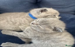 British Shorthair cats for sale: British blue shorthair  - Image 9