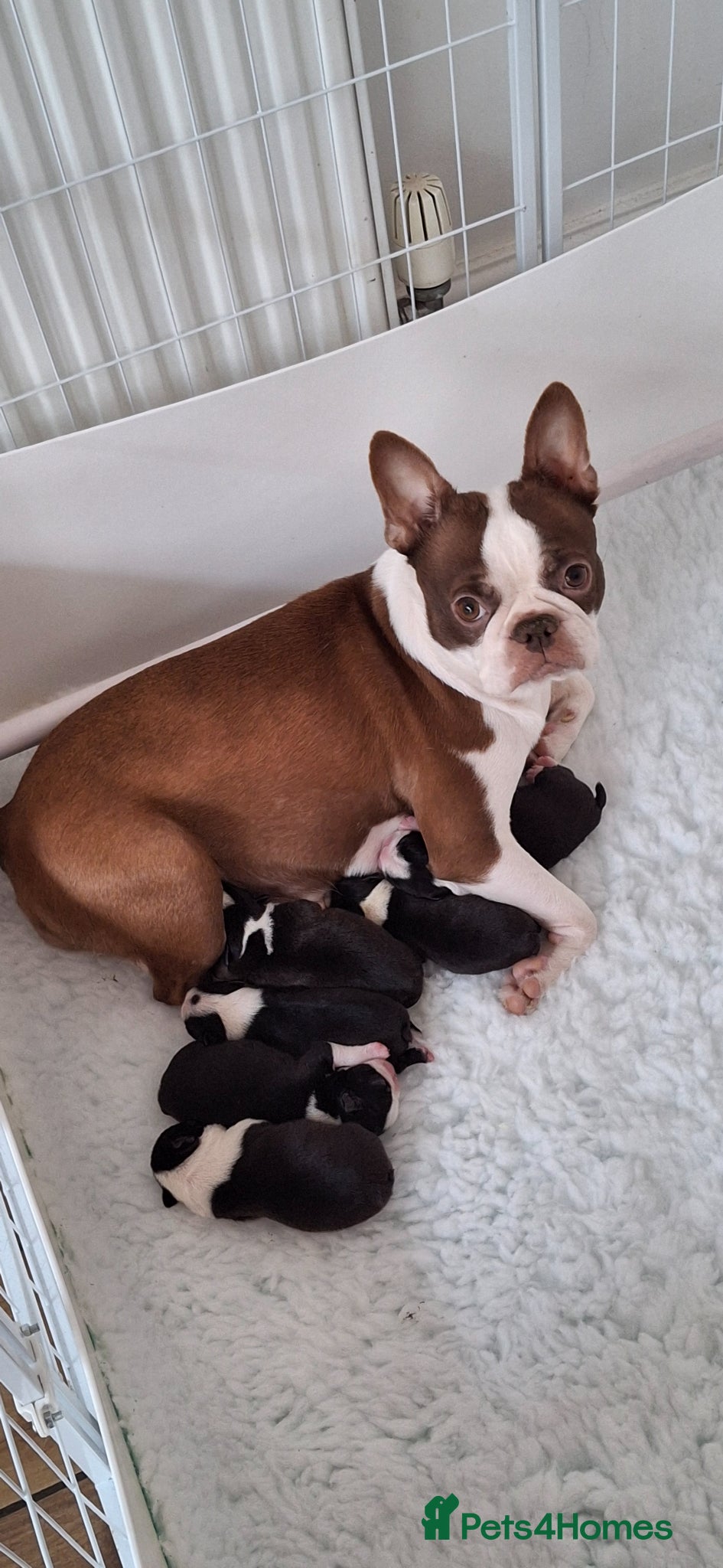 Boston Terrier dogs Stunning Boston puppies  - Advert 2
