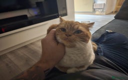 British Shorthair cats for sale: ginger female British short hair ❤️❤️ - Image 8