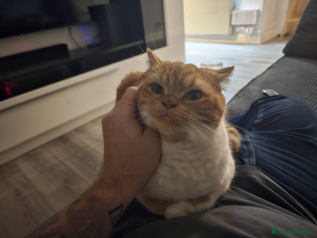 British Shorthair cats for sale: ginger female British short hair ❤️❤️ - Image 8