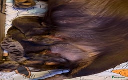 Dachshund dogs for sale: 3 beautiful long hair daschund puppies - Image 9