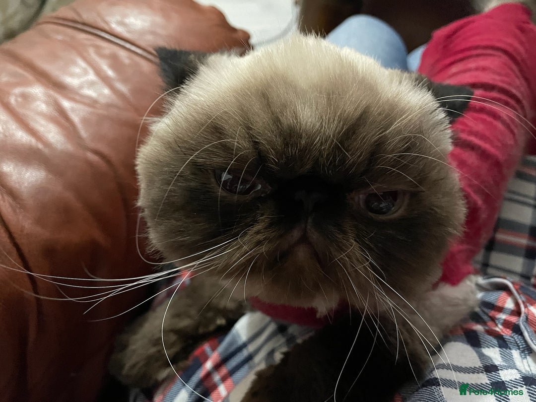 Exotic cats for sale: Himalayan cat - Image 3