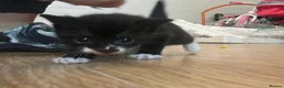 Mixed Breed cats for sale: Kittens  - Advert 10