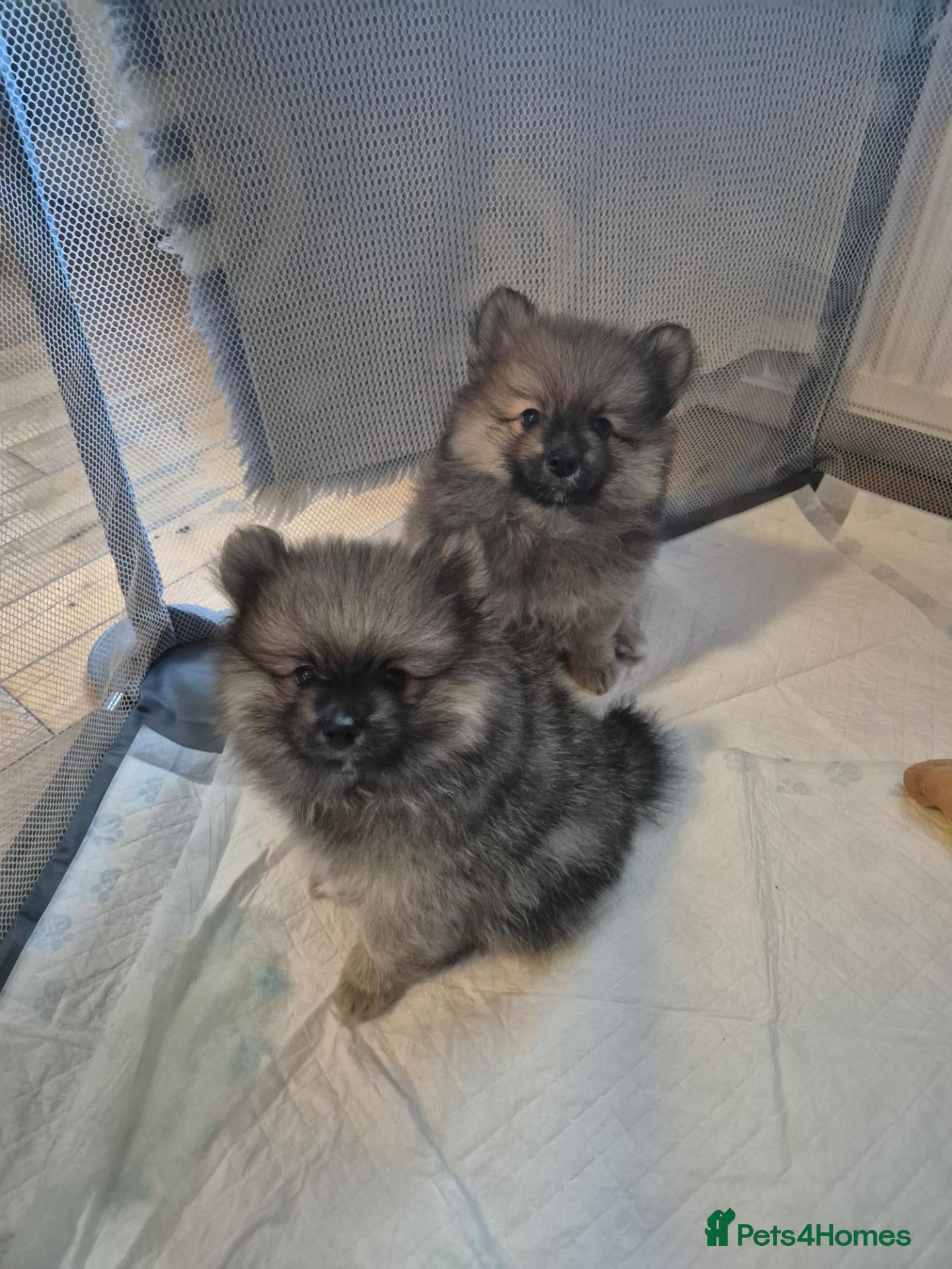 Pomeranian dogs 2 beautiful pomeranian boys  - Advert 9