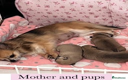 Chihuahua dogs for sale: KC Reg Crufts Qualified Smoothcoat little Boy  - Image 14