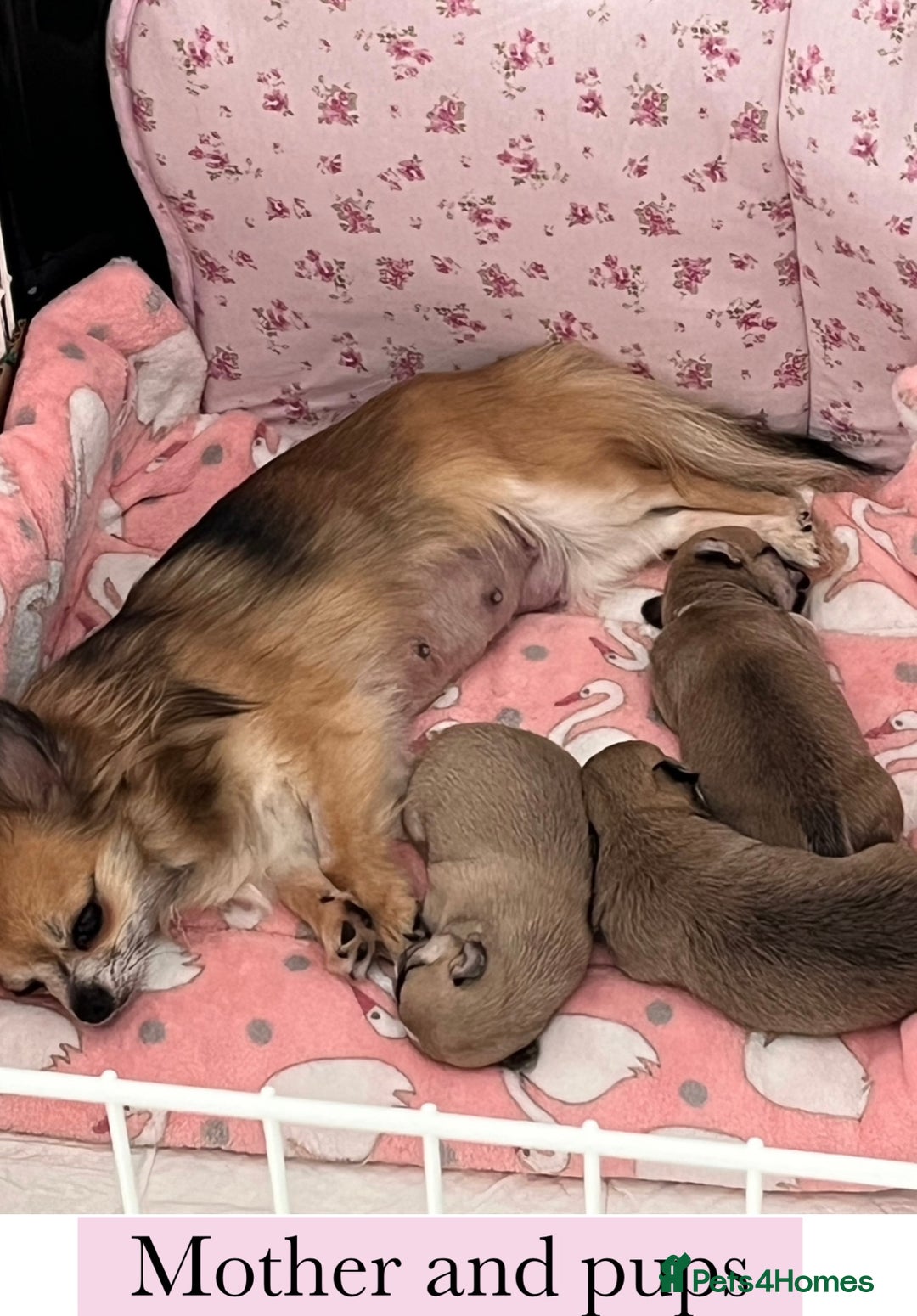 Chihuahua dogs for sale: KC Reg Crufts Qualified Smoothcoat little Boy  - Image 14