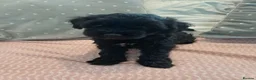 Schnoodle dogs for sale: Stunning Schnoodles  in Bury Saint Edmunds - Advert 25