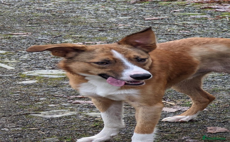 Welsh Collie dogs - Advert 1