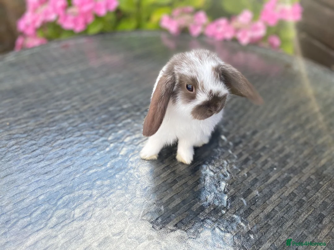 Mini Lop rabbits for sale: Gorgeous baby mini lops  - Advert 12