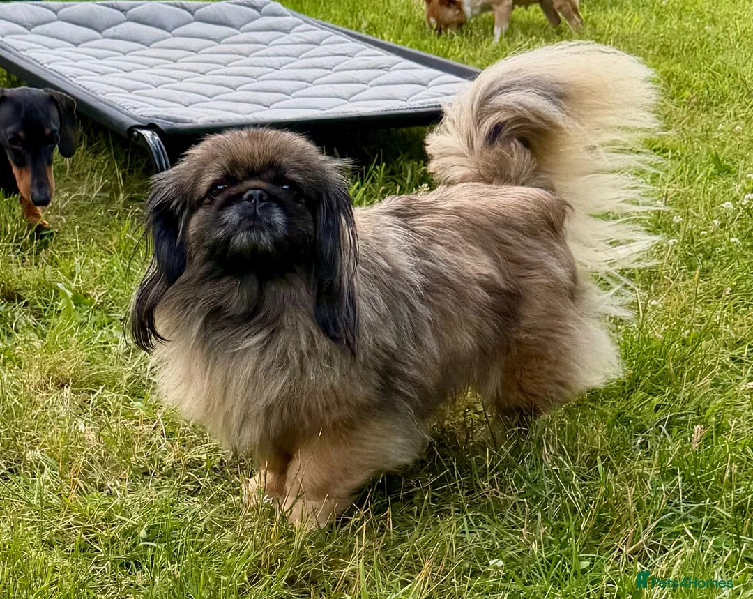 Pekingese dogs for adoption: 🐾 TIFFANY – Female Pekingese 🐾 - Advert 5