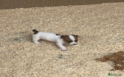 Jack Russell dogs for sale: 5 beautiful Jack Russell puppies for sale  - Image 4