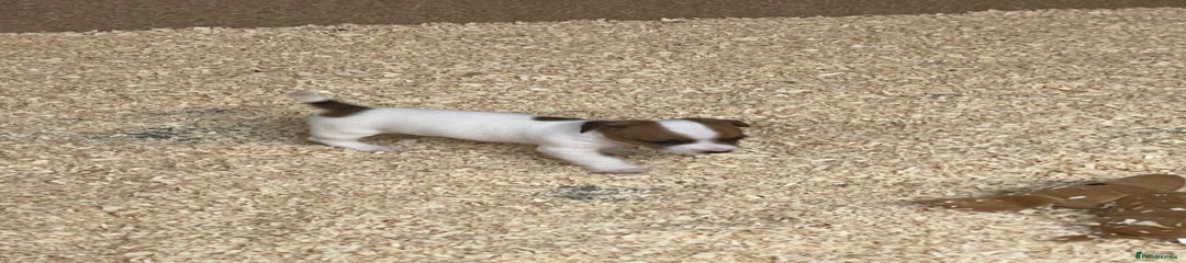 Jack Russell Puppy 4