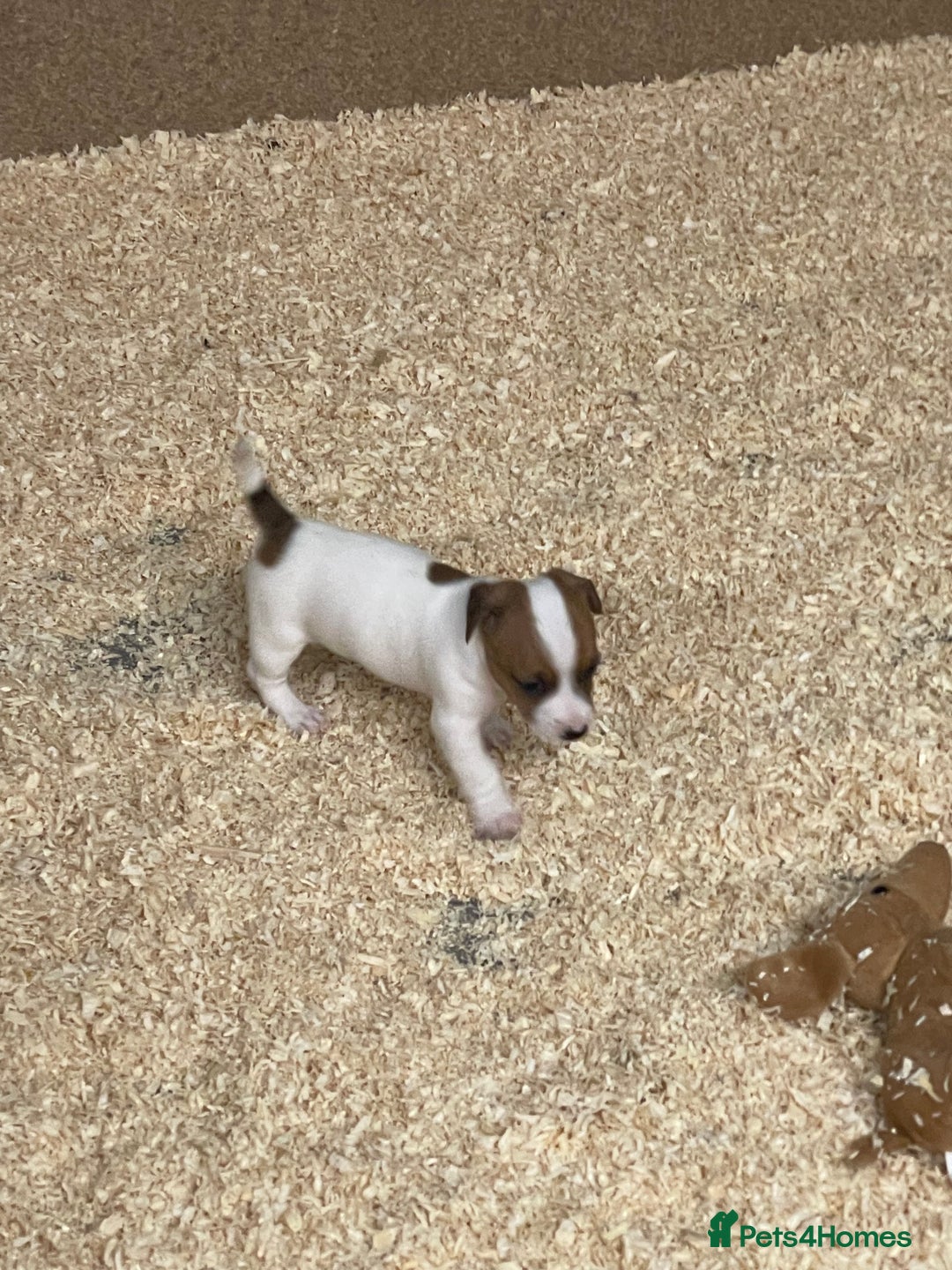 Jack Russell dogs for sale: 5 beautiful Jack Russell puppies for sale  - Image 4