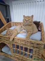 British Shorthair cats ✨ British Shorthair & Longhair Kittens Available ✨ - Advert 4