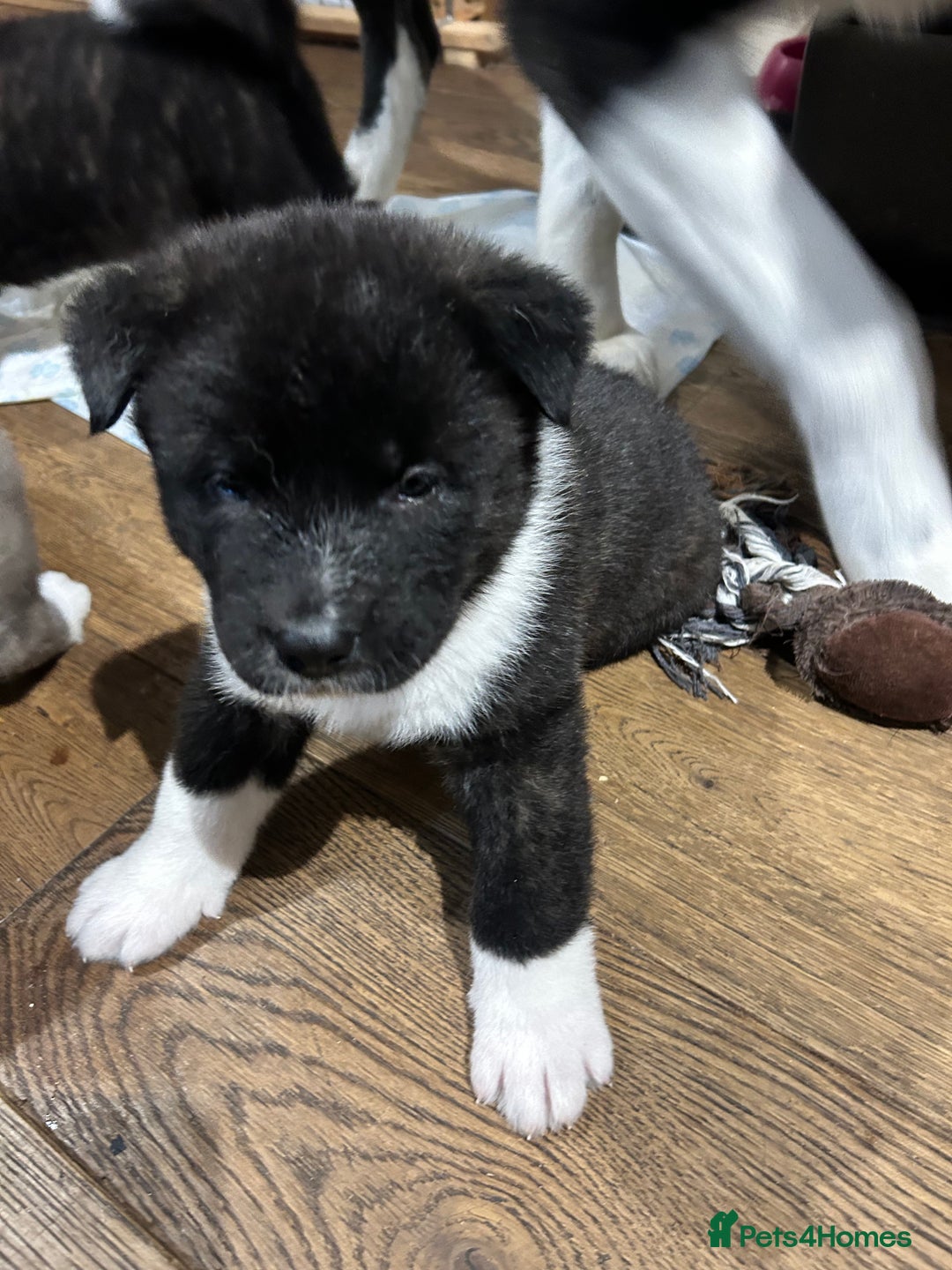 Akita dogs for sale: Akita Puppies for Sale - Advert 23