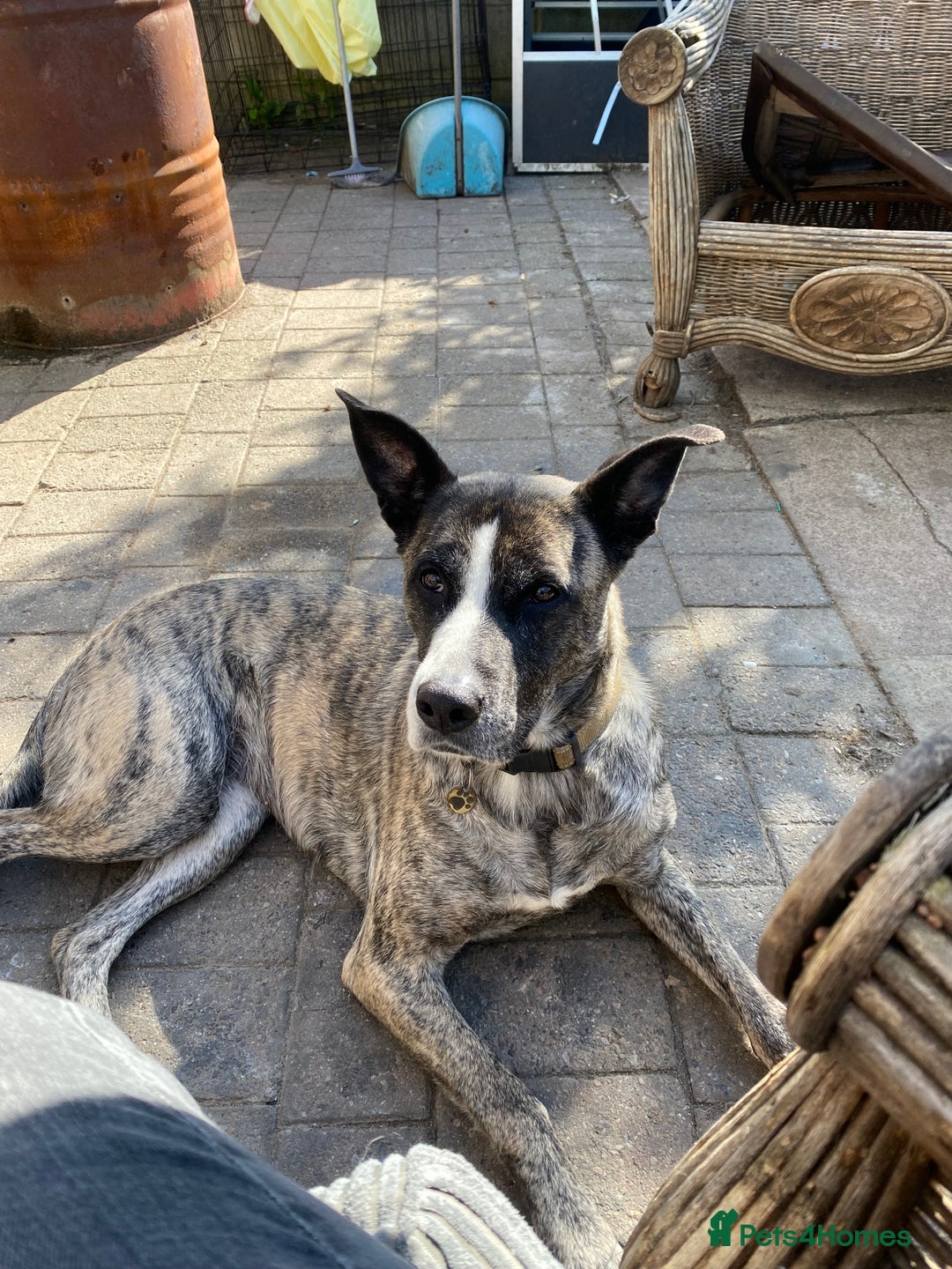 Mixed Breed dogs for sale: Lovely lady looking for good home - Image 5