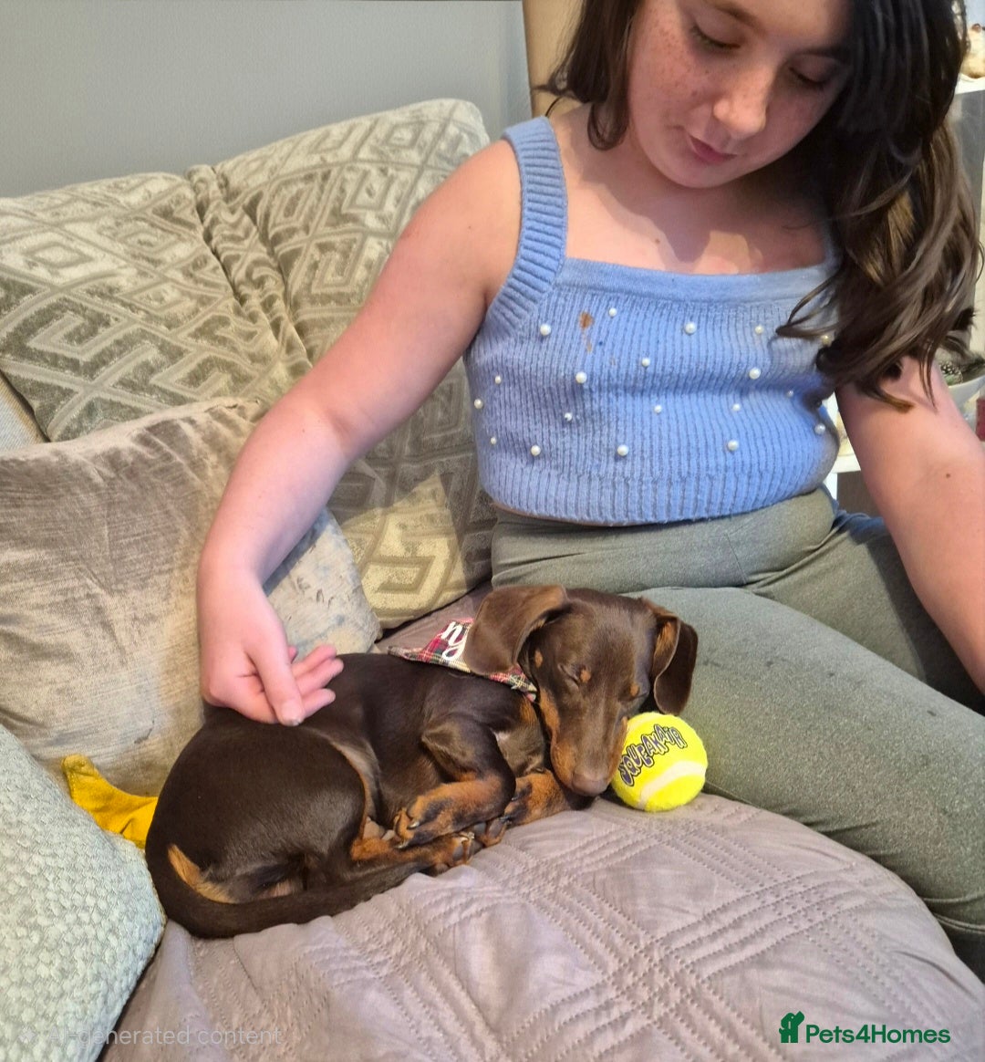 Miniature Dachshund dogs for stud: MINI DASCHUND FOR STUD - Advert 12