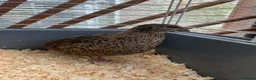 Quail poultry for sale: Male Coturnix Quail - Advert 3