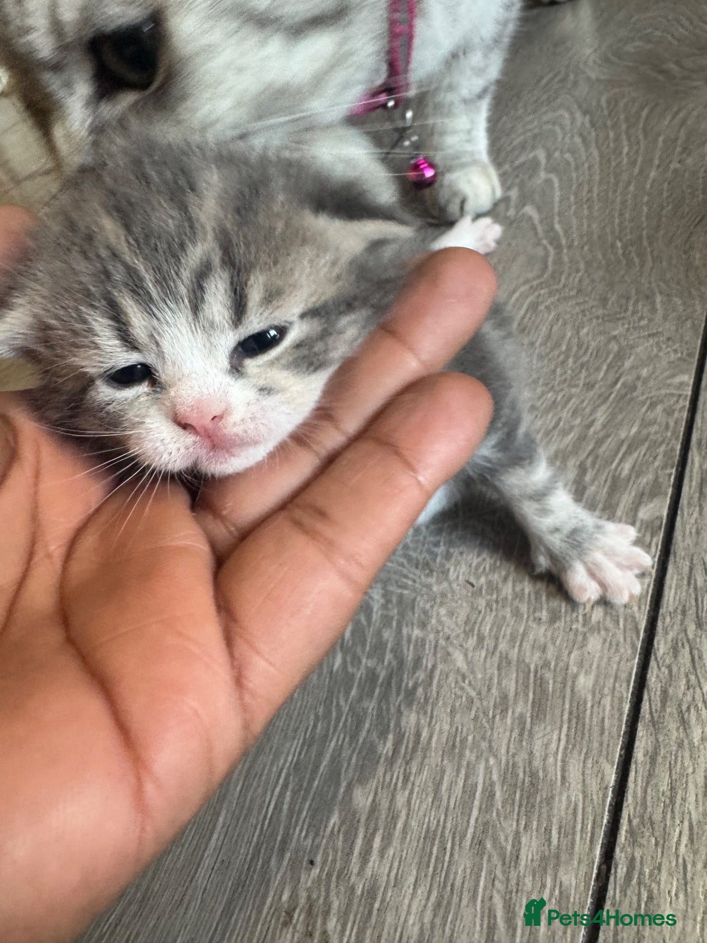 British Shorthair cats Kitten’s off bsh silver tabby  - Advert 11