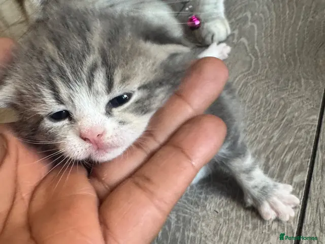 British Shorthair cats for sale: Kitten’s off bsh silver tabby - Advert 4