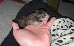 British Shorthair cats for sale: 🩵 3 British Long/Shorthair kittens! 🩵 - Image 15