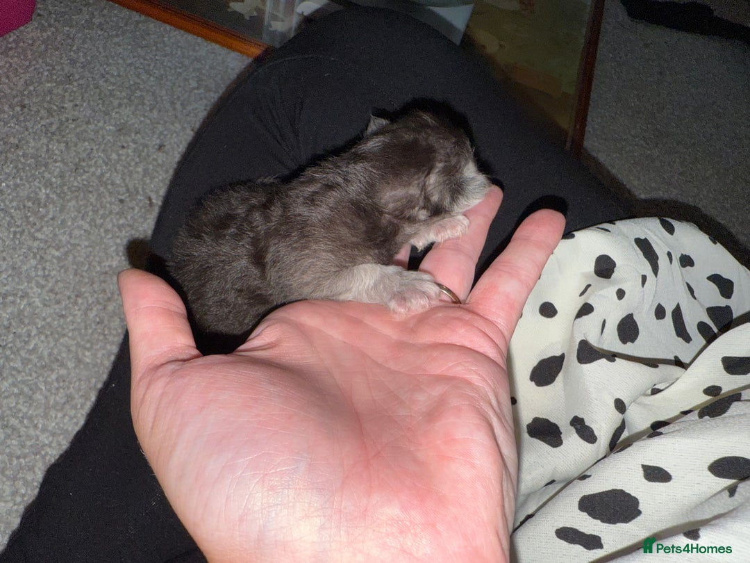 British Shorthair cats for sale: 🩵 3 British Long/Shorthair kittens! 🩵 - Image 15