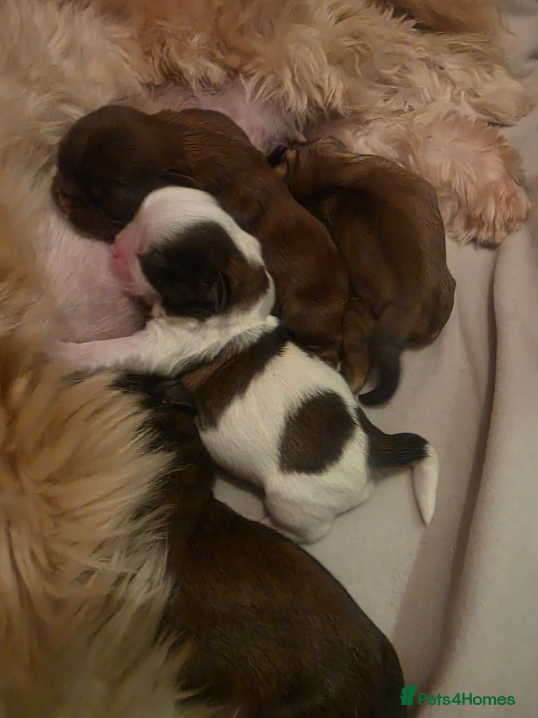 Shih Tzu dogs for sale: Shizu Tzu puppies - Advert 5
