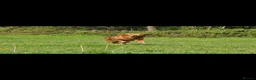 Golden Shepherd dogs for sale: Golden shepherd's  - Advert 17