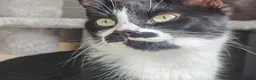 Mixed Breed cats for sale: Kittens 2 females  in Dingwall - Advert 1