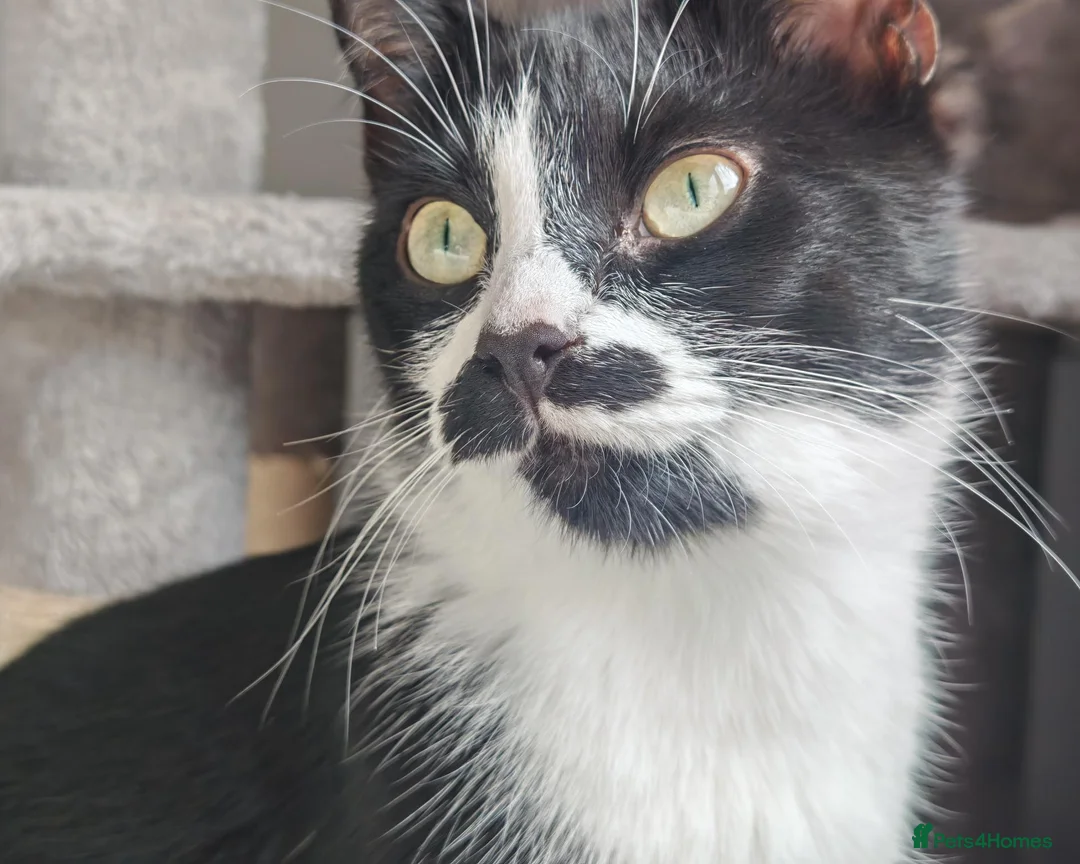 Mixed Breed cats for sale: Kittens 2 females  in Dingwall - Advert 1