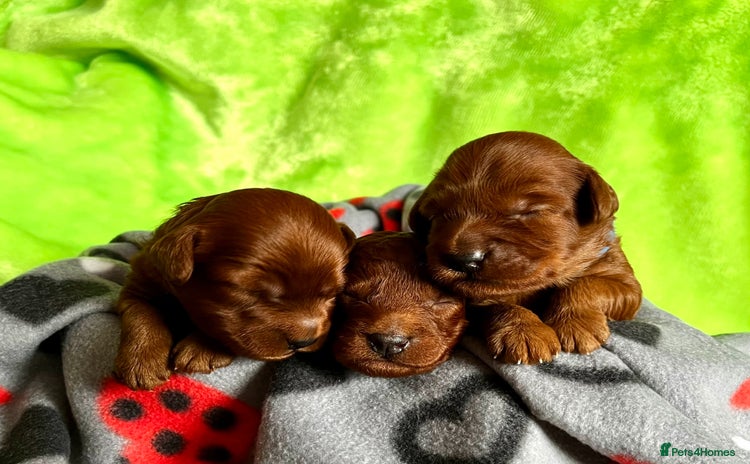 Cockapoo dogs - Advert 8