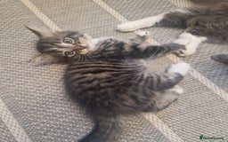 Mixed Breed cats for sale: Kittens - Image 2