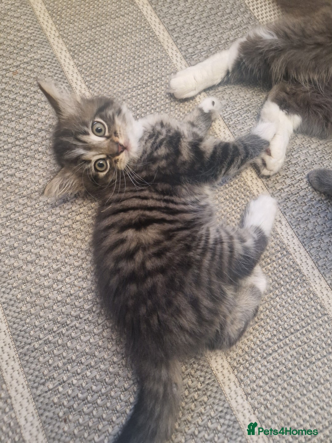 Mixed Breed cats for sale: Kittens - Image 2