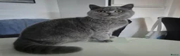 British Shorthair cats for sale: 💙 LAST BLUE BRITISH SHORTHAIR BOY AVAILABLE 💙 - Advert 8
