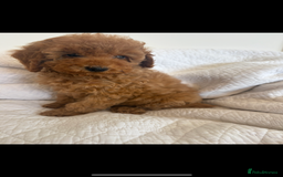 Labradoodle dogs for sale: LICENSED BREEDER extra mini tested labradoodles - Image 3